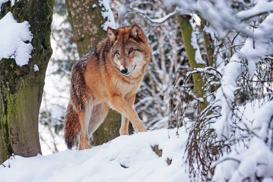 Vargjakten i Sverige: En Debatt om Natur, Kultur och Konflikt